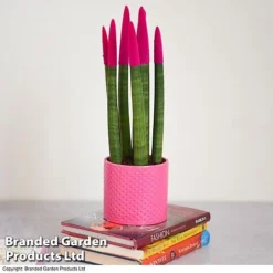 Sansevieria Cylindrica 'Straight' Carnival Colour -Plants Sales Store SANS COLCARNIV T38943