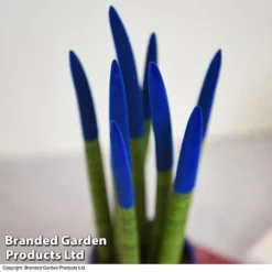 Sansevieria Cylindrica 'Straight' Carnival Colour -Plants Sales Store SANS COLCARNIV T38945