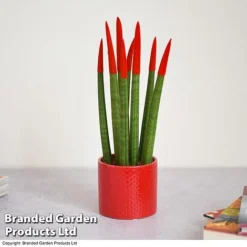 Sansevieria Cylindrica 'Straight' Carnival Colour -Plants Sales Store SANS COLCARNIV T38947