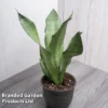Sansevieria Trifasciata 'Moonshine'