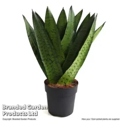 Sansevieria Zeylanica -Plants Sales Store SANS ZEYLA12CM T48483