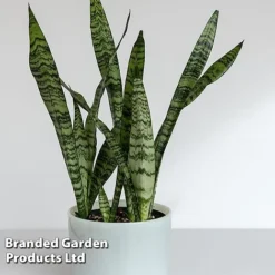 Sansevieria Zeylanica -Plants Sales Store SANS ZEYLANICA W45795