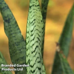 Sansevieria Zeylanica -Plants Sales Store SANS ZEYLANICA W45796
