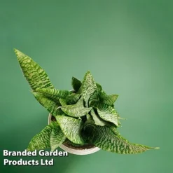 Sansevieria Zeylanica -Plants Sales Store SANS ZEYLANICA WKB9078