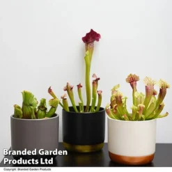 Sarracenia (Pitcher Plant) Mix -Plants Sales Store SARR MIXD T48851