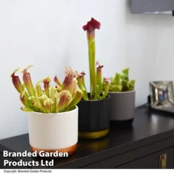 Sarracenia (Pitcher Plant) Mix -Plants Sales Store SARR MIXD T48853