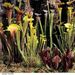 Sarracenia (Pitcher Plant) Mix