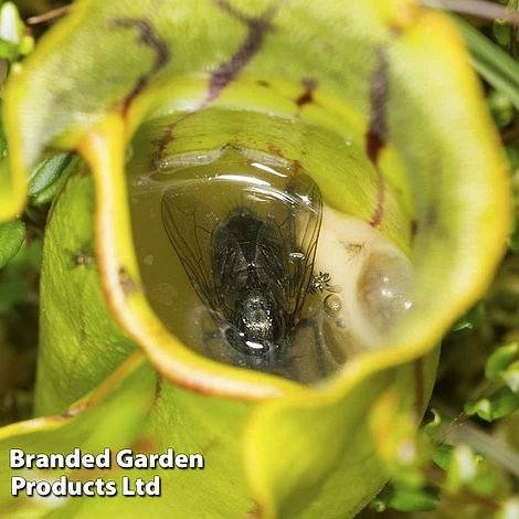 Sarracenia Purpurea 3 Sarracenia Purpurea - Image 3