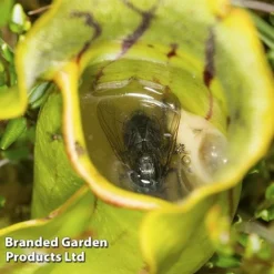 Sarracenia (Pitcher Plant) Mix -Plants Sales Store SARR PURPUREA W381221