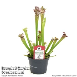 Sarracenia X Stevensii -Plants Sales Store SARR STEVE12CM T49840