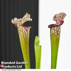 Sarracenia X Stevensii -Plants Sales Store SARR STEVENSII T49844