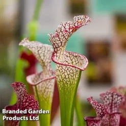 Sarracenia X Stevensii -Plants Sales Store SARR STEVENSII W48108