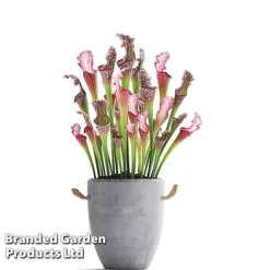 Sarracenia X Stevensii -Plants Sales Store SARR STEVENSII W48109