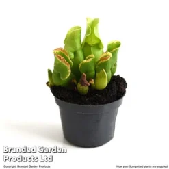 Sarracenia Purpurea Subsp. Venosa -Plants Sales Store SARR VENOSA9CM T48493