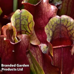 Sarracenia Purpurea Subsp. Venosa -Plants Sales Store SARR VENOSA W46836