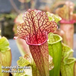 Sarracenia 'Wrigleyana' -Plants Sales Store SARR WRIGLEYAN W45412