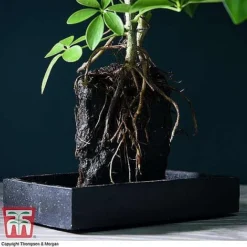 Lova Plant On Lava Rock - Gift -Plants Sales Store SCH WKB4656 B1