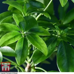 Lova Plant On Lava Rock - Gift -Plants Sales Store SCH WKB4656 D1