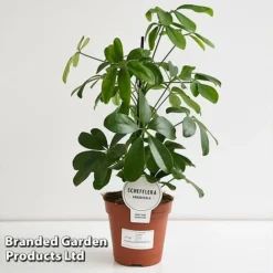 Schefflera Arboricola 'Nora' -Plants Sales Store SCHE NORA13CM T44733