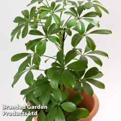 Schefflera Arboricola 'Nora' -Plants Sales Store SCHE NORA13CM WKF1180