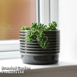 Sedum Morganianum 'Burrito'