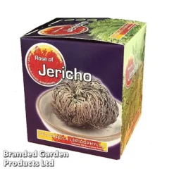 Selaginella Lepidophylla (Rose Of Jericho) -Plants Sales Store SELA 10CMGIFTB S47133