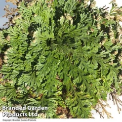 Selaginella Lepidophylla (Rose Of Jericho) -Plants Sales Store SELA LEPIDOPHY L49218