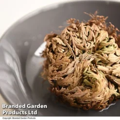 Selaginella Lepidophylla (Rose Of Jericho) -Plants Sales Store SELA LEPIDOPHY T49223