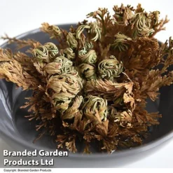 Selaginella Lepidophylla (Rose Of Jericho) -Plants Sales Store SELA LEPIDOPHY T49225