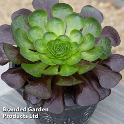 Semponium Collection -Plants Sales Store SEMP DESTINY S443632