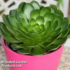 Semponium Collection -Plants Sales Store SEMP DIAMOND S443671