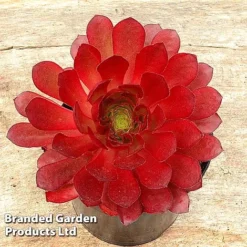 Semponium Collection -Plants Sales Store SEMP SIENNA H439611