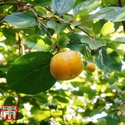 Sharon Fruit 'Fuyu' -Plants Sales Store SHAR T14149 D