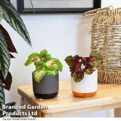 Solenostemon Scutellarioides 'Mix' -Plants Sales Store SOLE SCUTELLAR T47690