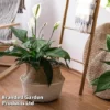 Spathiphyllum 'Sweet Silvio Air So Pure'