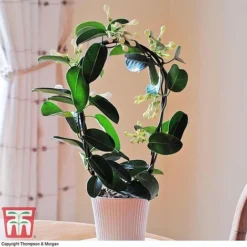 Stephanotis Floribunda On A Hoop