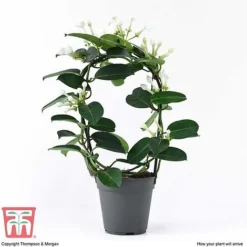 Stephanotis Floribunda On A Hoop -Plants Sales Store STEP KB2262 D