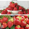 Strawberry Full Season Collection