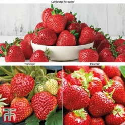 Strawberry Full Season Collection