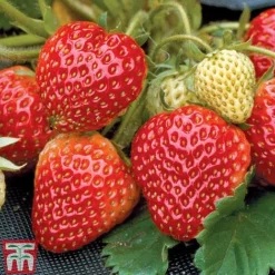 Strawberry Full Season Collection -Plants Sales Store STRA CWW3188 B