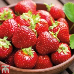 Strawberry Full Season Collection -Plants Sales Store STRA CWW3188 C1