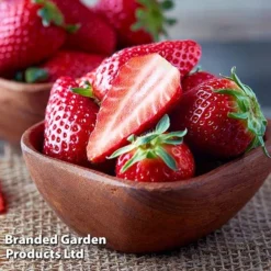 Strawberry Duo -Plants Sales Store STRA WKC9773 D