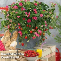 Grow Your Own Strawberry Collection -Plants Sales Store STRA TOSCANA S202161