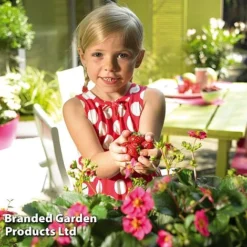 Grow Your Own Strawberry Collection -Plants Sales Store STRA TOSCANA S202181