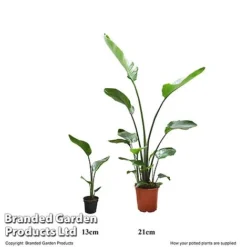 Strelitzia Nicolai -Plants Sales Store STRE 13CM21CM T52676