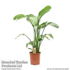 Strelitzia Nicolai -Plants Sales Store STRE NICOL21CM T50834