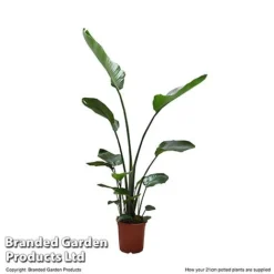 Strelitzia Nicolai -Plants Sales Store STRE NICOL21CM T52495