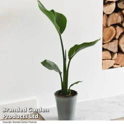 Strelitzia Nicolai -Plants Sales Store STRE NICOLAI T52492