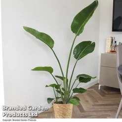 Strelitzia Nicolai -Plants Sales Store STRE NICOLAI T52496