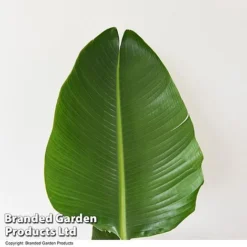 Strelitzia Nicolai -Plants Sales Store STRE NICOLAI T52498